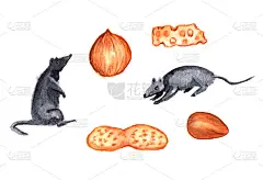 一套可爱的小老鼠或老鼠与小穗，奶酪和坚果。水彩孤立的插图。