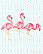 Flamingo: 