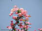 盛开的美丽的粉色海棠花