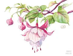 水彩---樱花-梨花-桃花-海棠花、梅花 - 高清图片，堆糖，美图壁纸兴趣社区