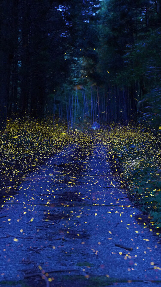 日本摄影师作品:《萤火虫之森》