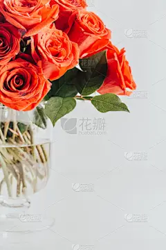 玫瑰,白色,红色,花束,分离着色,自然美,背景,周年纪念,贺卡,背景分离