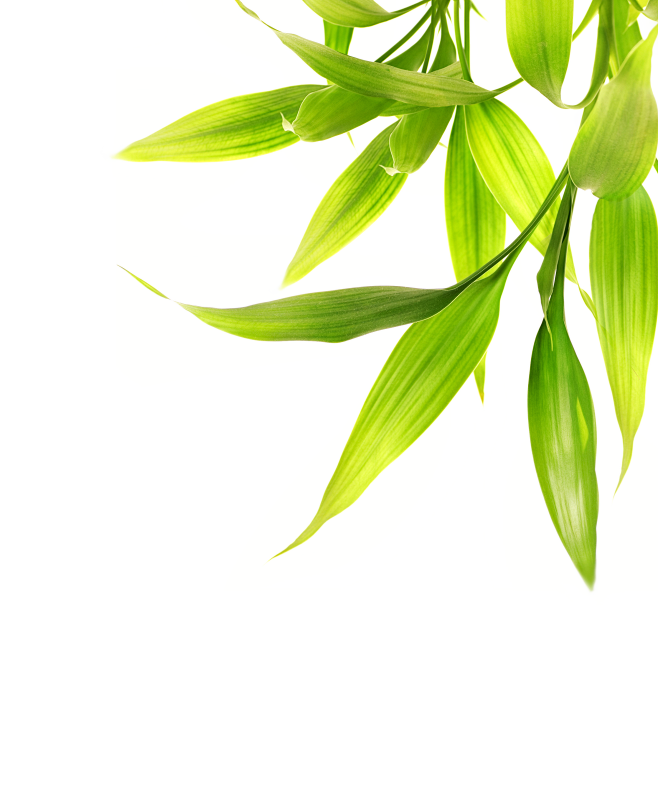 绿叶 枝叶 绿树叶 绿色叶子 png 共...