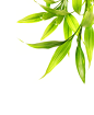 免抠绿植