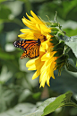 Monarch and Sunflower by ~CASPER1830 on ... | Beautiful ✿ World