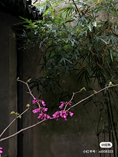 cotqpiEW采集到植物