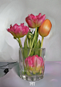 Tulips II, Katharina Postinett : A little study of mine, took about 4-5 hours from finish to start. Hope you like it!