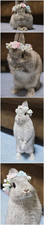 #约绘分享# 小兔（gong）子（zhu）乖乖，把花儿戴戴~日推推主evo3183有个特别的嗜好，就是为自家养的兔子们制作花环……萌兔带上了花环后就会立马变身成为小公举！