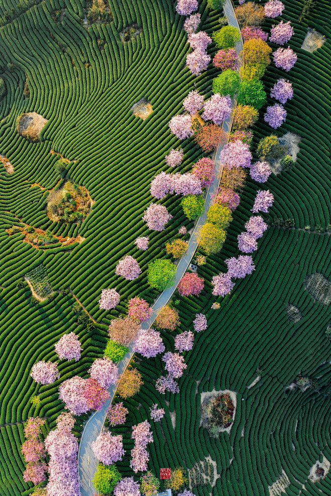 丝路、花语。Sakura tea gar...