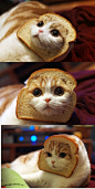 in bread cat: www.soupanjun.com #喵星人#
