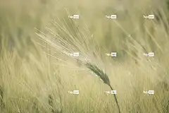 原野 栽培 Mac壁纸 粮食 桌面背景 有机的 极简主义者