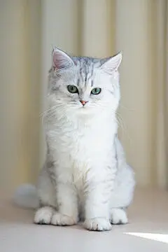 点击来源直接获取大图文件 |可爱的波斯猫坐在木桌上 