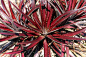 Dyckia 'Cherry Coke' Bromeliad
Dyckia spp. 'Cherry Coke'
Family Bromeliaceae
Botanical Garden, University Of South Florida, Tampa, Florida, USA.
