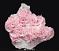 像粉色玫瑰的Rhodochrosite(菱锰矿) ​​​​