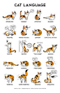 What Do Cat Want: Cat Language!A big thank you to the Training and Behavior Dept of Oregon Humane Society for their help with cat body language information. I have been a cat-less dog person for many many years, so some of this stuff was new to me! For ex