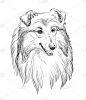 柯利犬矢量手绘人像矢量