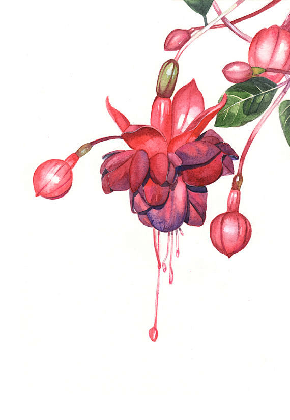 Fuchsia Watercolor p...