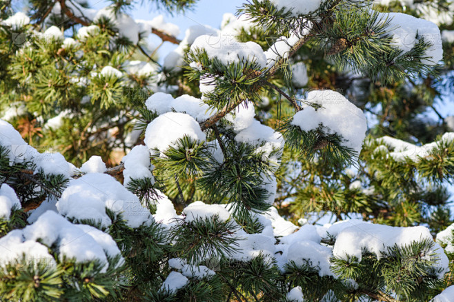 雪,枝,松树,天空,新的,白色,冬天,松科,常绿树,大特写