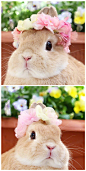 夏日里的花花兔兔。可爱
