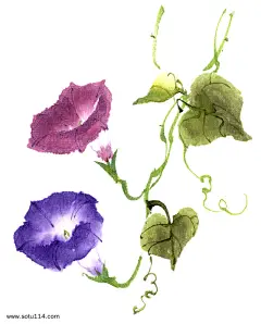 手绘牵牛花_3024886251
