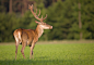 Red deer by JMrocek