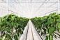 Greenhouse