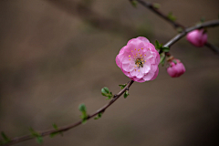 辉燕丫头采集到花