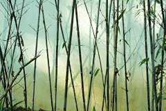 L善善善良采集到植物