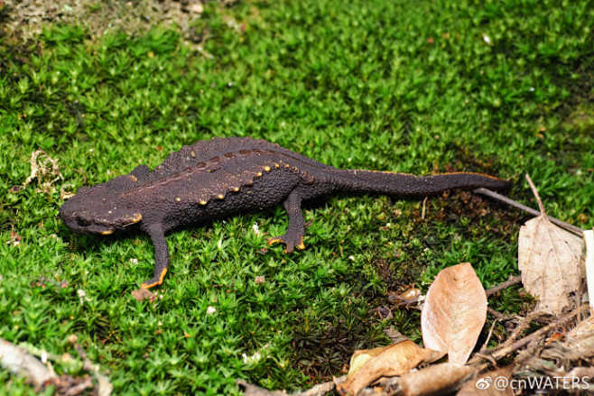 再访镇海棘螈的多个栖息地和繁殖场为开展这一浙江省独有国家重点保护