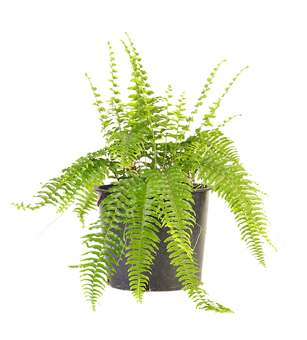 植物盆栽 免抠素材 png 