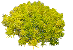达咩猪采集到单体植物素材