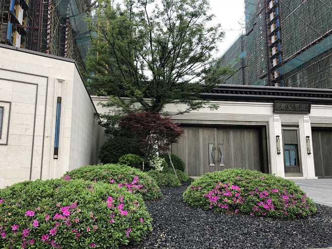 造型球 毛鹃