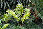 中美洲某城市户外花园中的一组热带树叶，是叶绿素和氧气的热带吸入源。