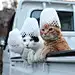 收集了一些猫的图片 ... - @Claud_Z老周的微博 - 微博