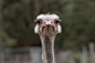 ostrich-4366263__340