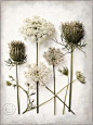 Queen Anne's lace【野胡萝卜花】（一）