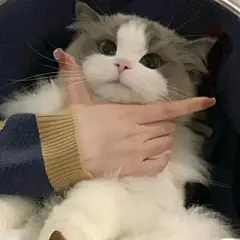 猫咪头像 - 高清图片，堆糖，美图壁纸兴趣社区
