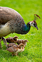 Image source: Peahen and chicks by Colin White

Image upload: Ecog