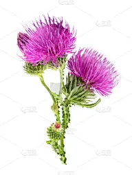花蕾,绿色,紫色,蓟,牛蒡,倒钩,垂直画幅,尖的,无人,荆棘