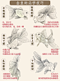 国画入门｜金鱼的必学技巧好看好学‼️