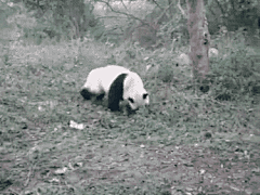 土豆Sue采集到Animal-Panda