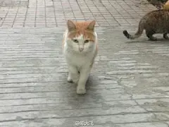 我一可爱妹妹@愫细- 的日常→_→
喂小流浪猫并成为猫咪的专业摄影师
#猫咪表情包#都好萌好可爱