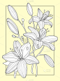 百合花,动物手,华丽的,自然,绘制,花,装饰,着色