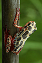 libutron:

Reed frog | ©André De Kesel
One of the 118 polymorphic species of the African Reed frogs included in the genus Hyperolius (Hyperoliidae) [source]. This one was found in the miombo forest of Mikembo sanctuary, Katanga, DR Congo.