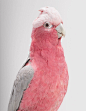 Pink cockatoos