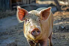 家禽家畜生猪养殖图片