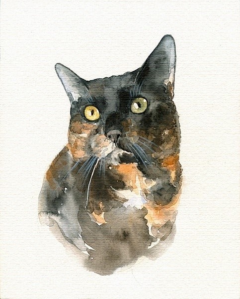 水粉插画-猫[一组猫的水彩画,真心好看,...