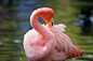 Animal_flamingo_464666
