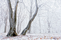 Photograph White Autumn Forest by Evgeni Dinev on 500px