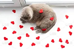 红色,猫,动物心脏,英国,可爱的,贺卡,灰色,浪漫,肖像,情人节卡